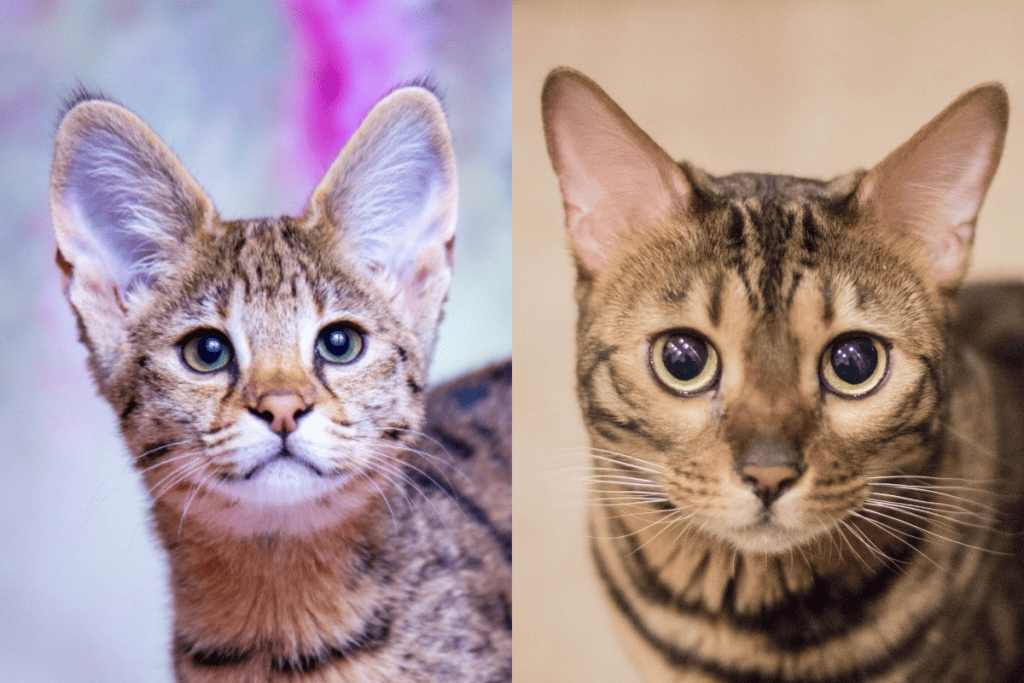 Savannah cat vs Bengal cat - side by side image of heads of a bengal and a savannah cat 