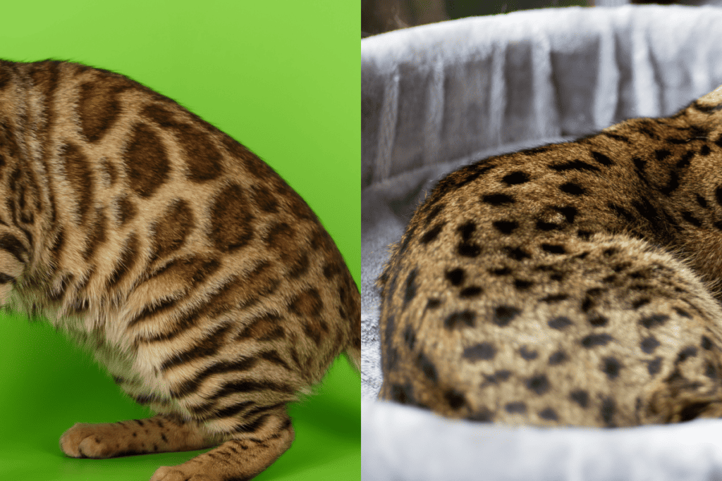 side by side image of Bengal rosette markings and Savannah spotted markings