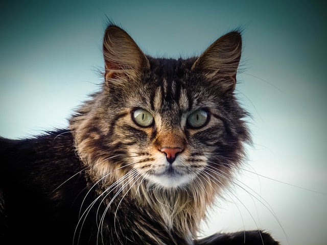 Do Maine Coon Cats Have An M On Their Forehead headshot of a tabby Maine Coon cat