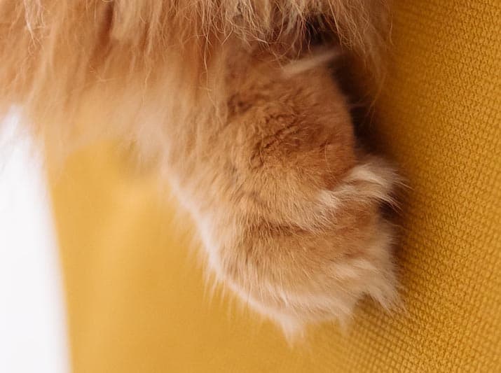 close up of a maine coon cat's paw showing tufts of fur between its toes, orange cat on an orange sofa