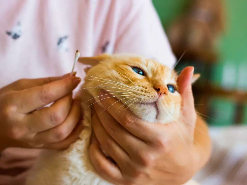 cat ear yeast infection - image of a vet holding an orange cat and cleaning its ears with a cotton swab