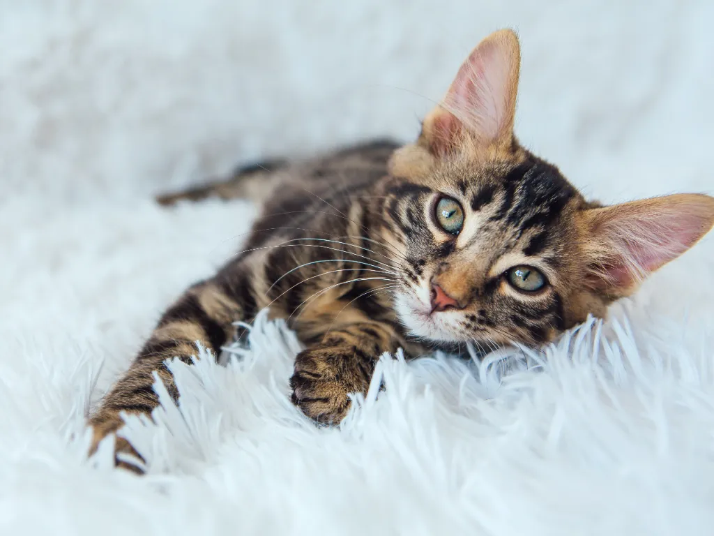 Bengal cat polyneuropathy - image of a young bengal cat laying on its side on a think sheepskin rug