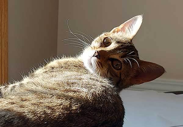 Bengal Cat Polyneuropathy - brown tabby bengal cat laying on top of a printer in the sunshine