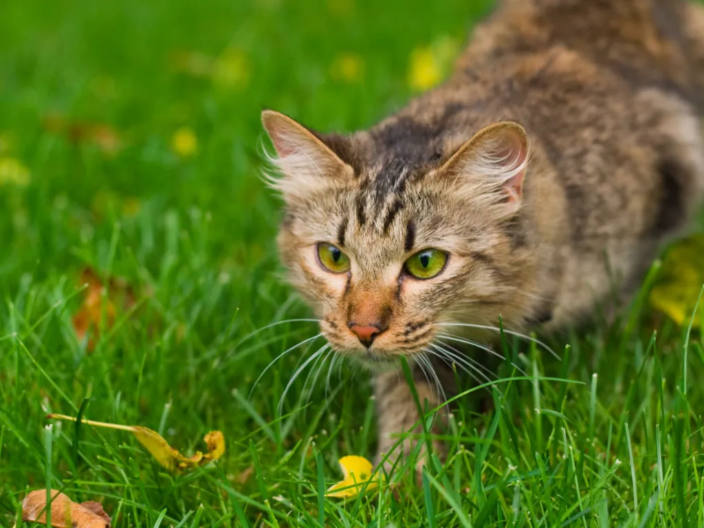 grey tabby cat hunting intently in grass