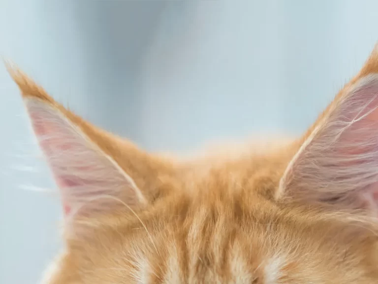 top of an orange cat's head showing just the forehead and ears