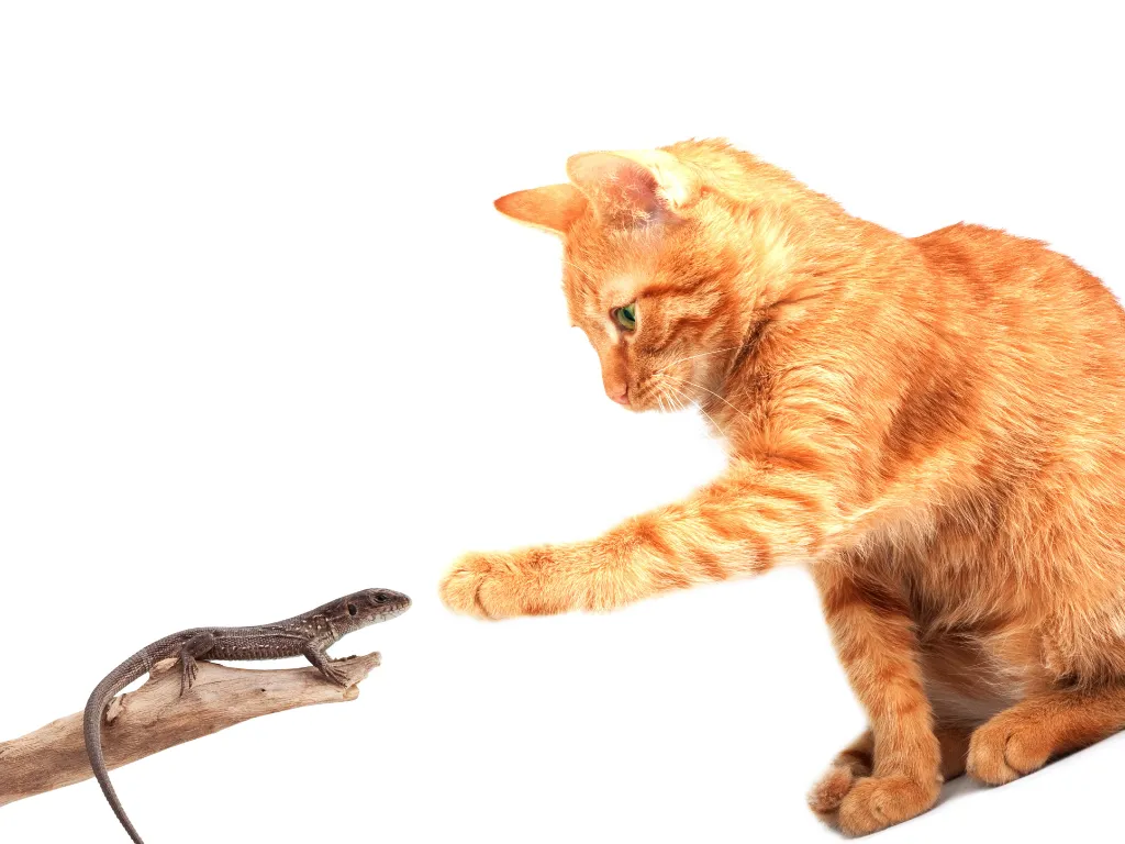are blue tailed lizards poisonous to cats - orange cat playing with a small lizard sitting on a branch white background
