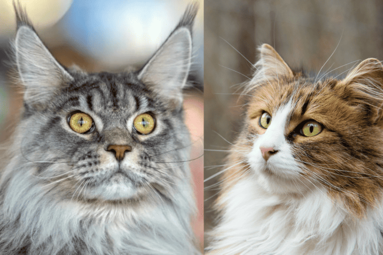 norwegian forest cat vs maine coon cat - side by side image of a grey maine coon and a calico norwegian forest cat, closeup