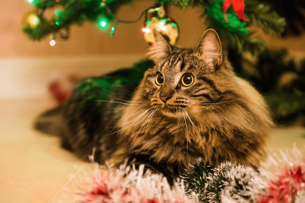 brown tabby Norwegian forest cat laying under a christmas tree