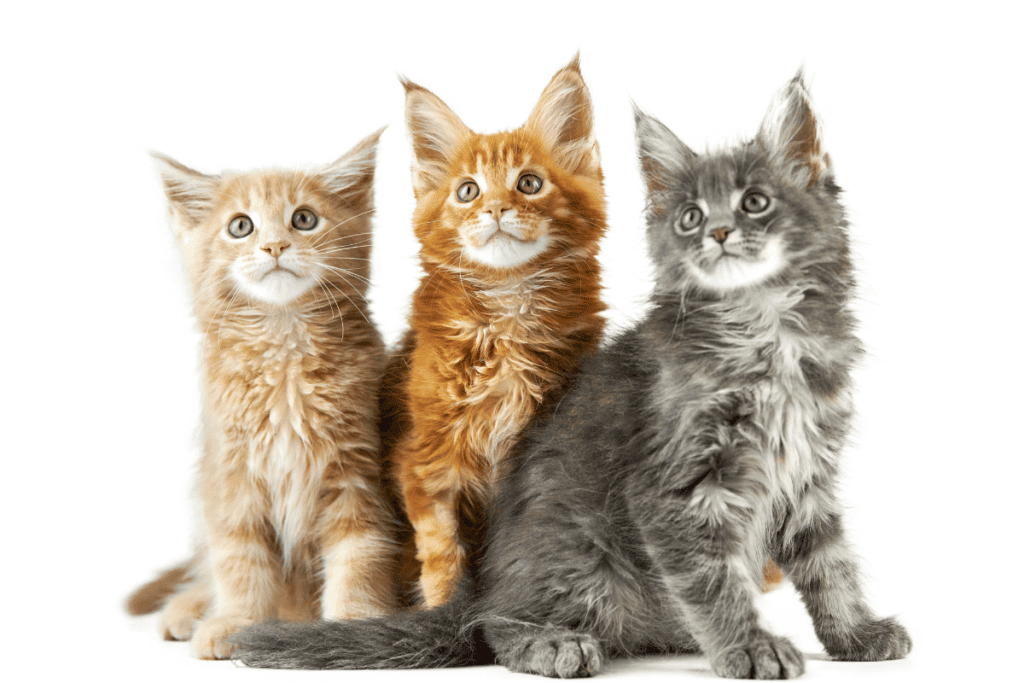 three main coon kittens - a light ginger tabby, an orange tabby, and a grey tabby