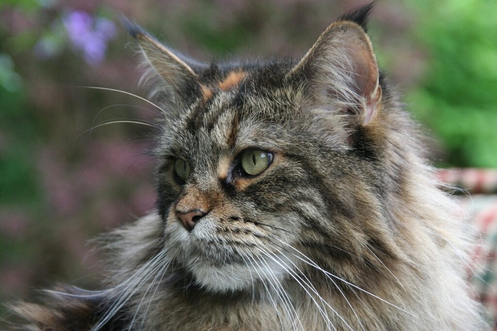 norwegian forest cat vs maine coon cat - close up images of a grey tabby maine coon
