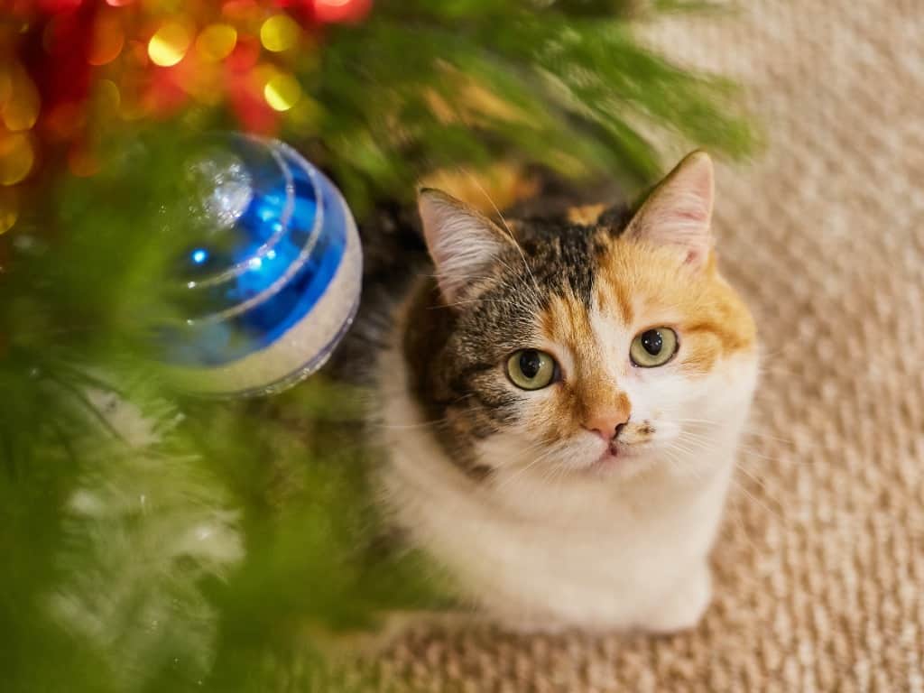 Christmas Cat Safety: calico cat looking up at an ornament hanging on a tree