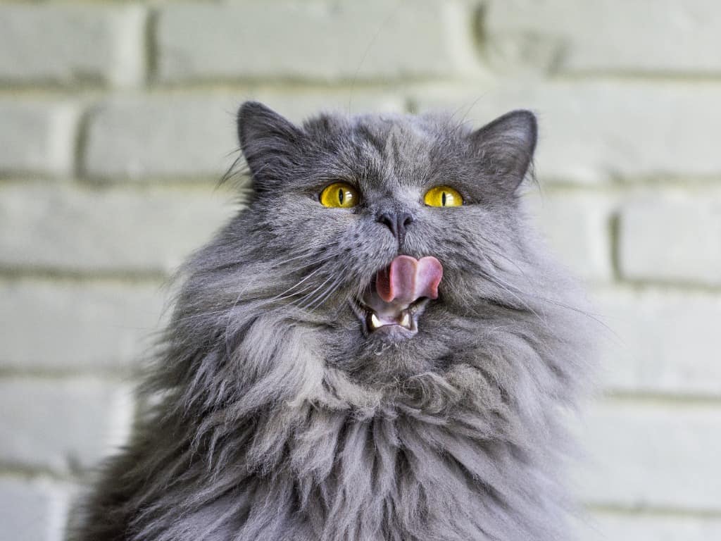 lue persian cat with copper green eys licking its lip, blurred white brick background