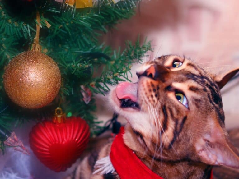 Christmas Cat Safety; Bengal cat getting ready to take a bite out of a christmas tree