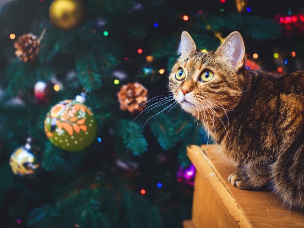 How to keep your cat safe at christmas: brown tabby cat looking at a decorated christmas tree