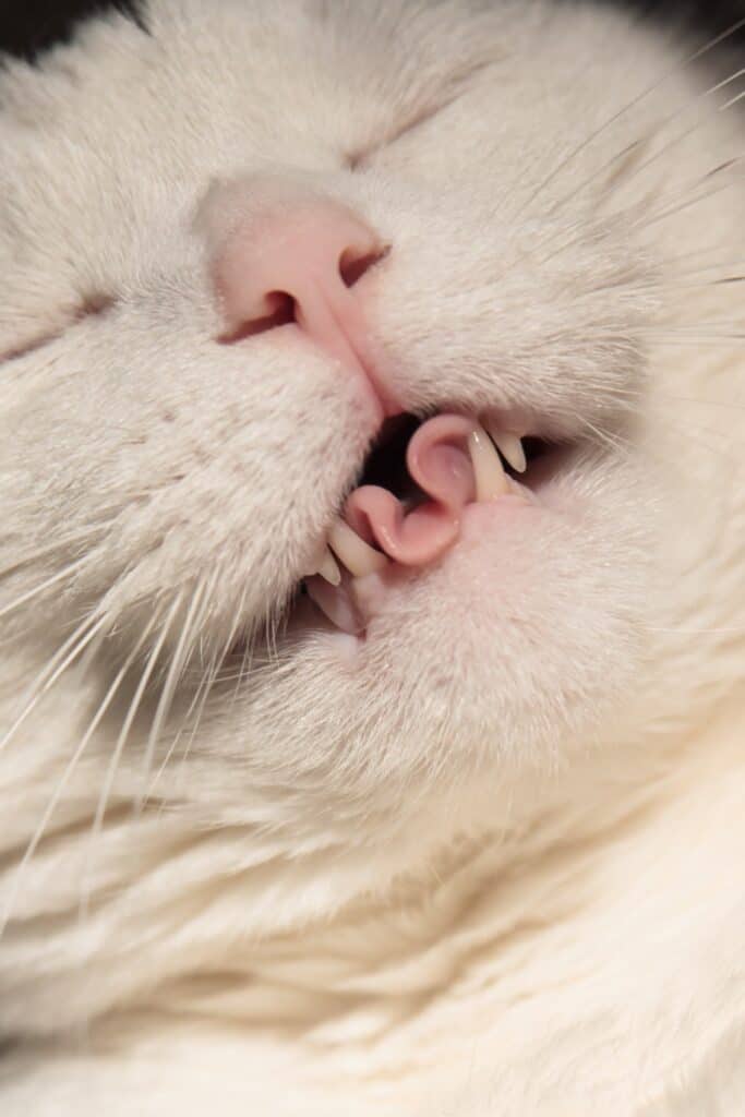 my cat is breathing heavy: closeup image of the face of a white cat with eyes closed breathing through its mouth