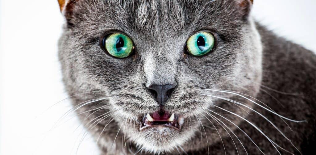 my cat is breathing heavy: image of a grey cat, face image, open mouth breathing