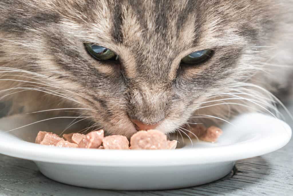 10 things your cat needs - closeup of a grey cat eating cat food from a white dish