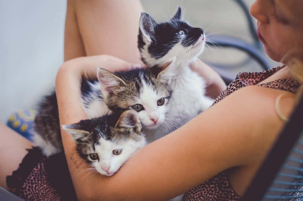 10 things your cat needs  - three calico kittens being snuggled by a woman