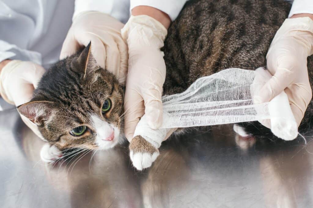 my cat is limping - a grey tabby is getting its front leg bandaged by a veterinarian