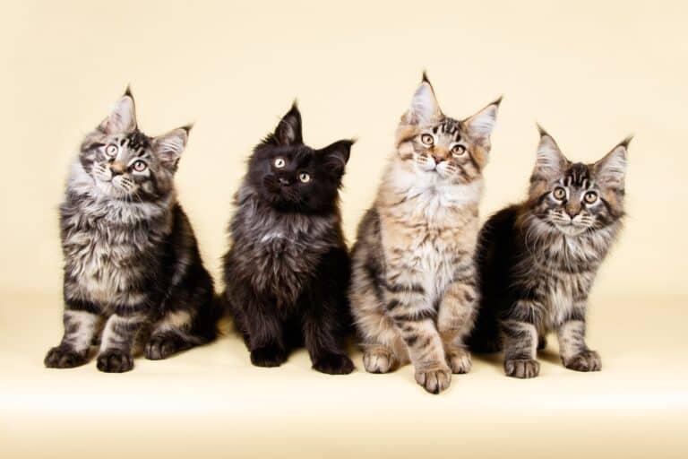 How Big Is A Maine Coon Kitten - studio image of four grey and black tabby maine coon kittens sitting lined up together