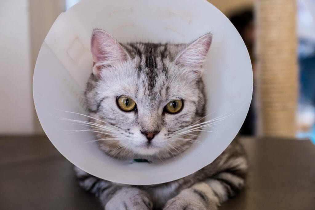 How Long Does It Take To Spay A Cat - frontal image of a silver tabby cat wearing a plastic e-collar