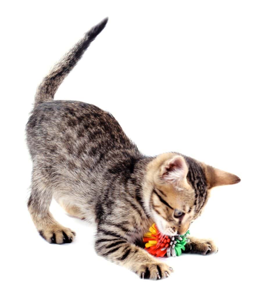 10 things your cat needs  - grey tabby kitten playing with a foam cat toy on white background
