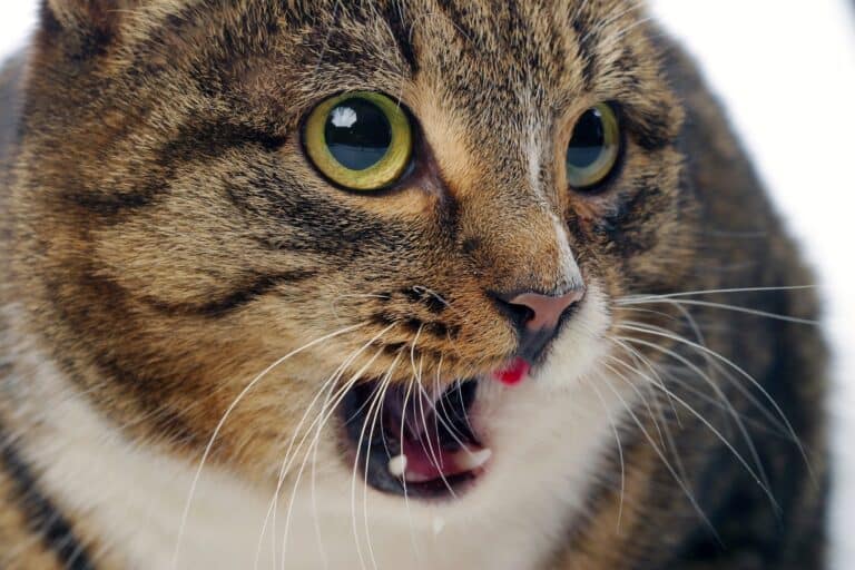 why is my cat breathing fast - image of a grey and white shorthaired tabby looking stressed breathing with its mouth open