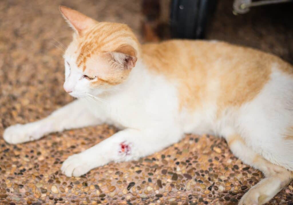 my cat is limping - orange and white cat laying down, it has an open wound on its front leg