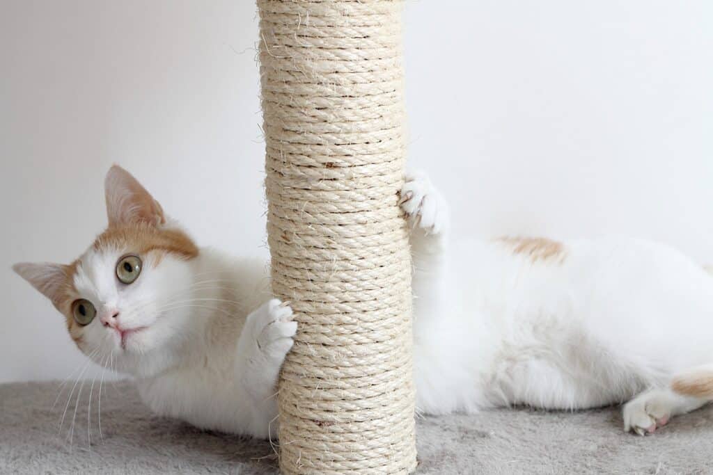 10 things your cat needs  - orange and white cat playing on a cat tree with sisal rope posts