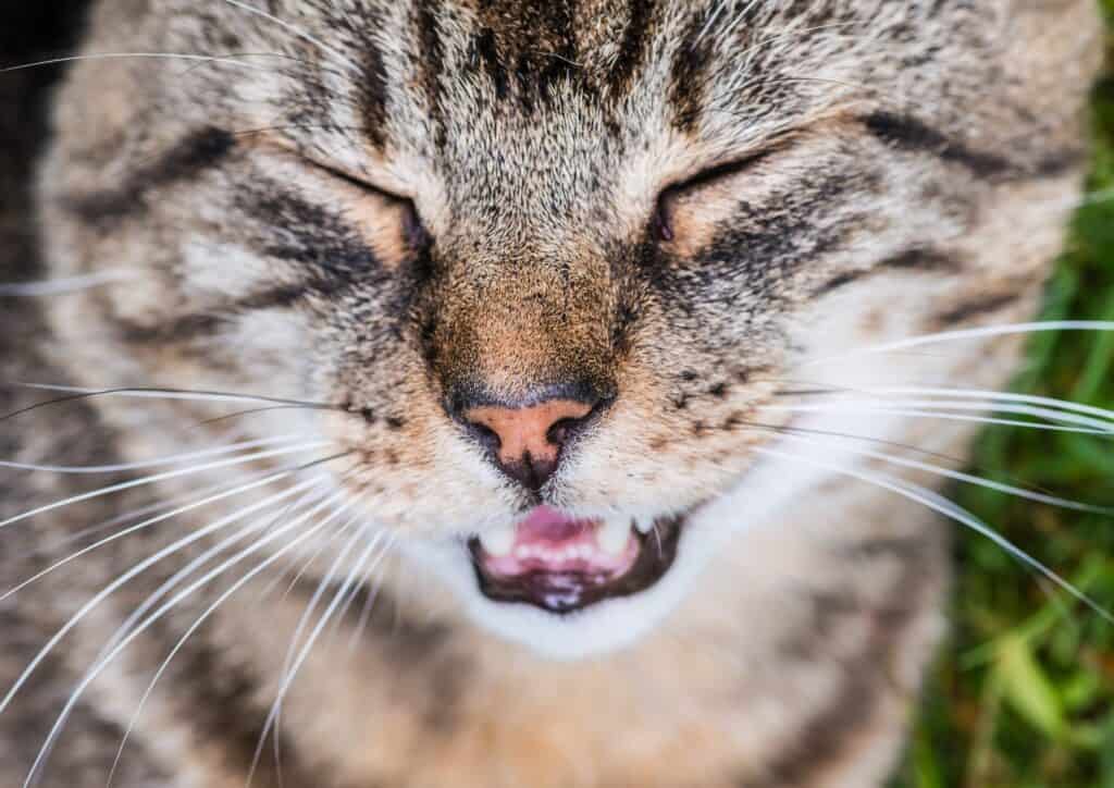 my cat is wheezing: closeup shot of a cat's face with eyes closed and mouth open
