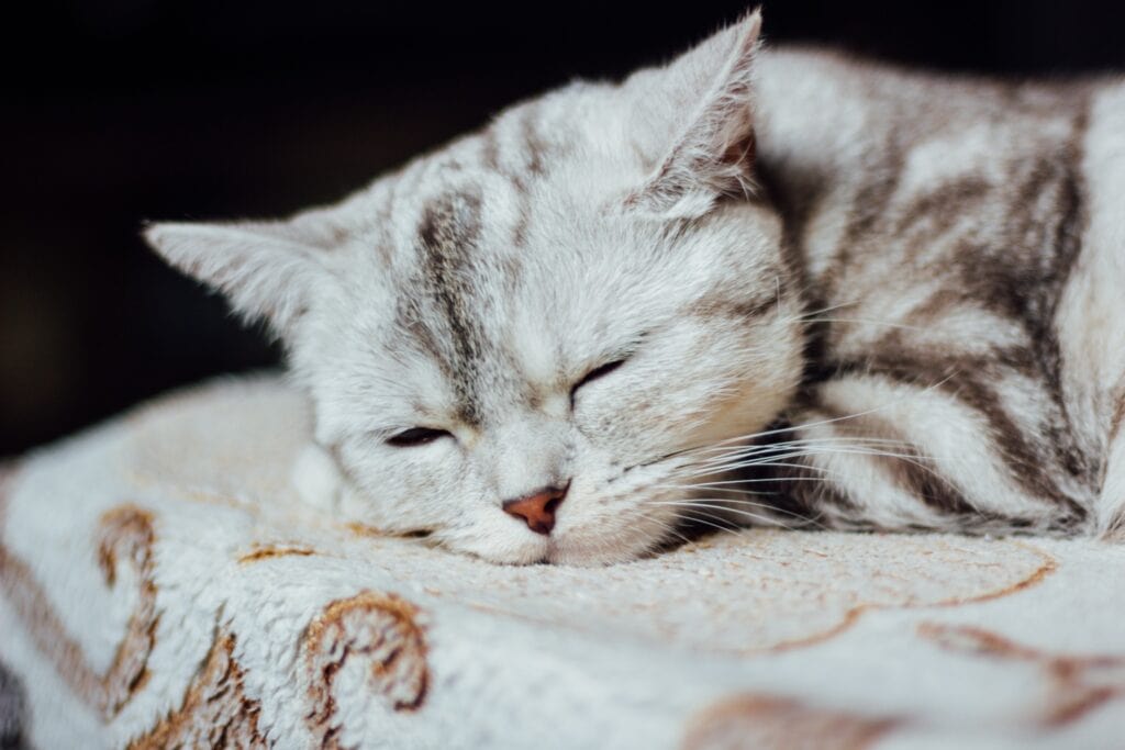 Does My Cat Have A Cold - a silver shorthair tabby cat sleeping on a white blanket