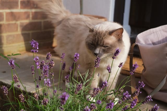 Are Essential Oils Safe For Cats - a white sealpoint cat sniffing lavender flowers