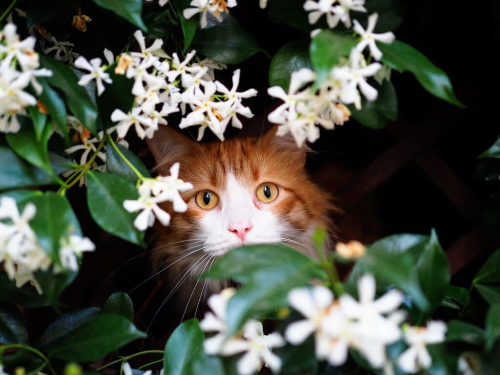 Are Essential Oils Safe For Cats - orange and white cat hiding behind a white flowering vine