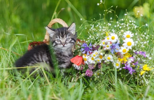 Are Essential Oils Safe For Cats - longhaired grey tabby kitten sitting in the grass next to a basket of colorful flowers
