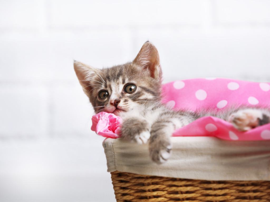 900 Girl Cat Names - image of a grey and white kitten laying in a wicker basket with a pink blanket on a white background