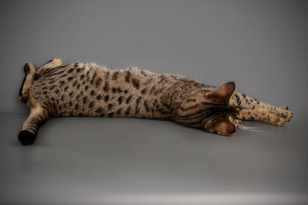 how big is a savannah cat - studio image of later generation savannah cat, laying down and viewed from the back, on a grey background