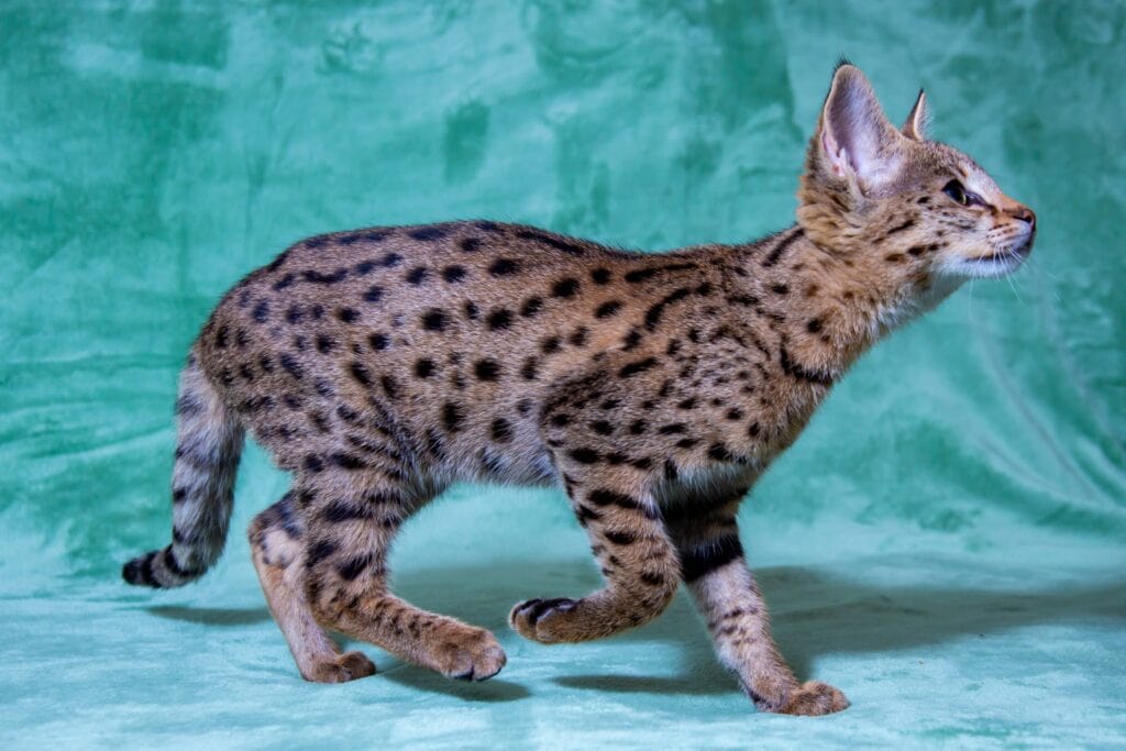 how big is a savannah cat - studio image of a young early generation savannah cat on a green backdrop