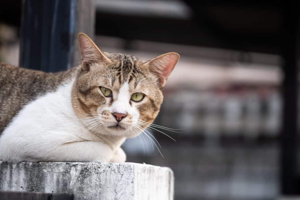 What is a Male Cat Called - grey and white tomcat outdoors laying on a wood post looking grumpy
