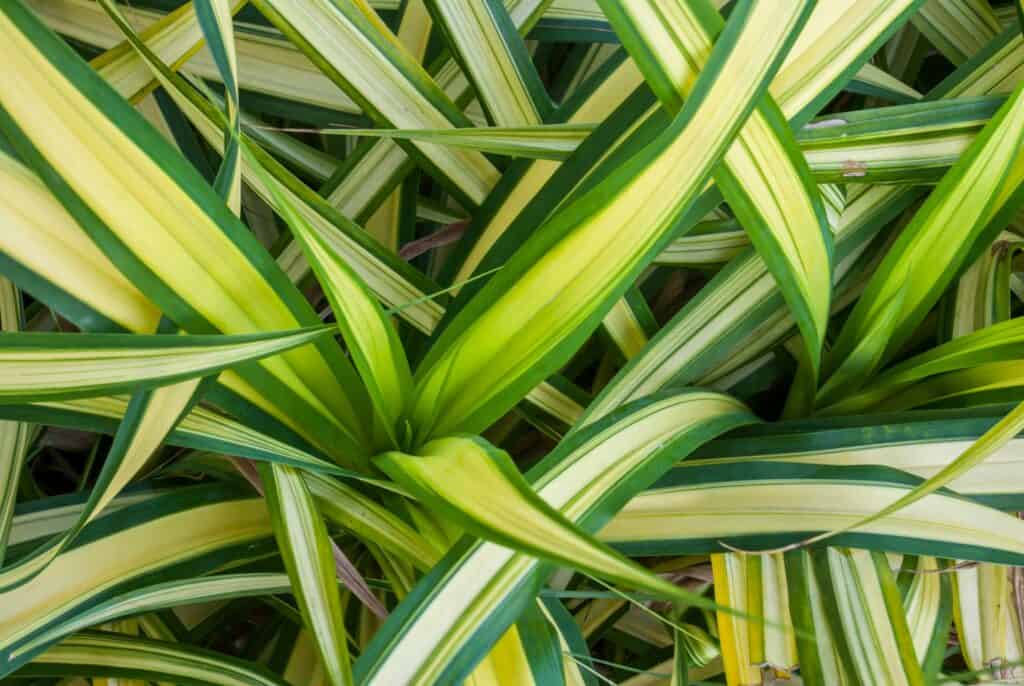 Are Spider Plants Toxic To Cats - close up image of a dense growth of spider plants