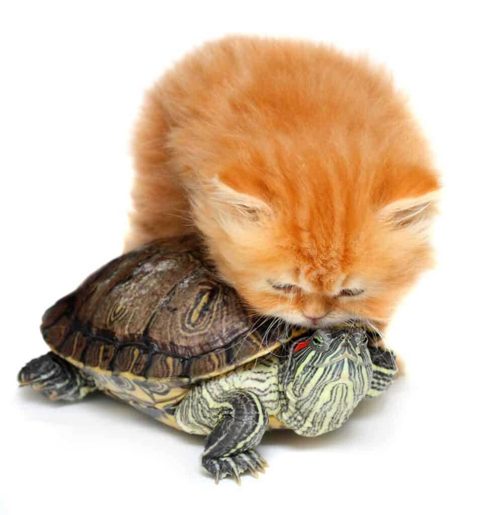 Do cats eat turtles - an orange persian kitten sniffing the head of a red eared slider turtle, isolated on a white background