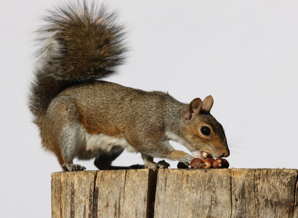 Can Squirrels Eat Cat Food - picture of a grey squirrel on a log stump eating nuts