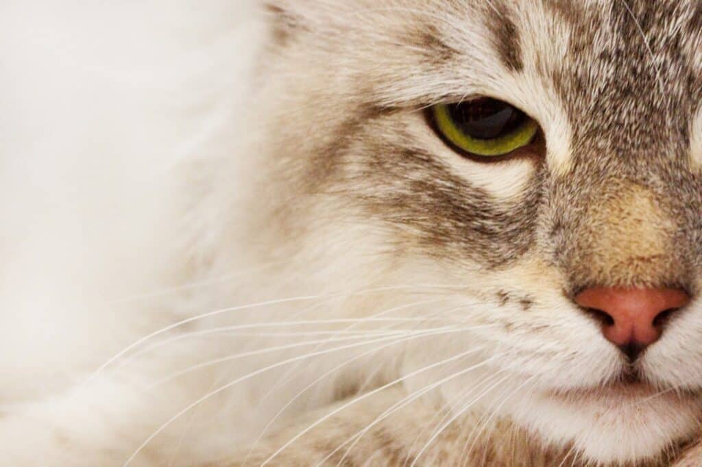 What is a Male Cat Called - closeup image of the right side of the face of a very light grey cat with green eye