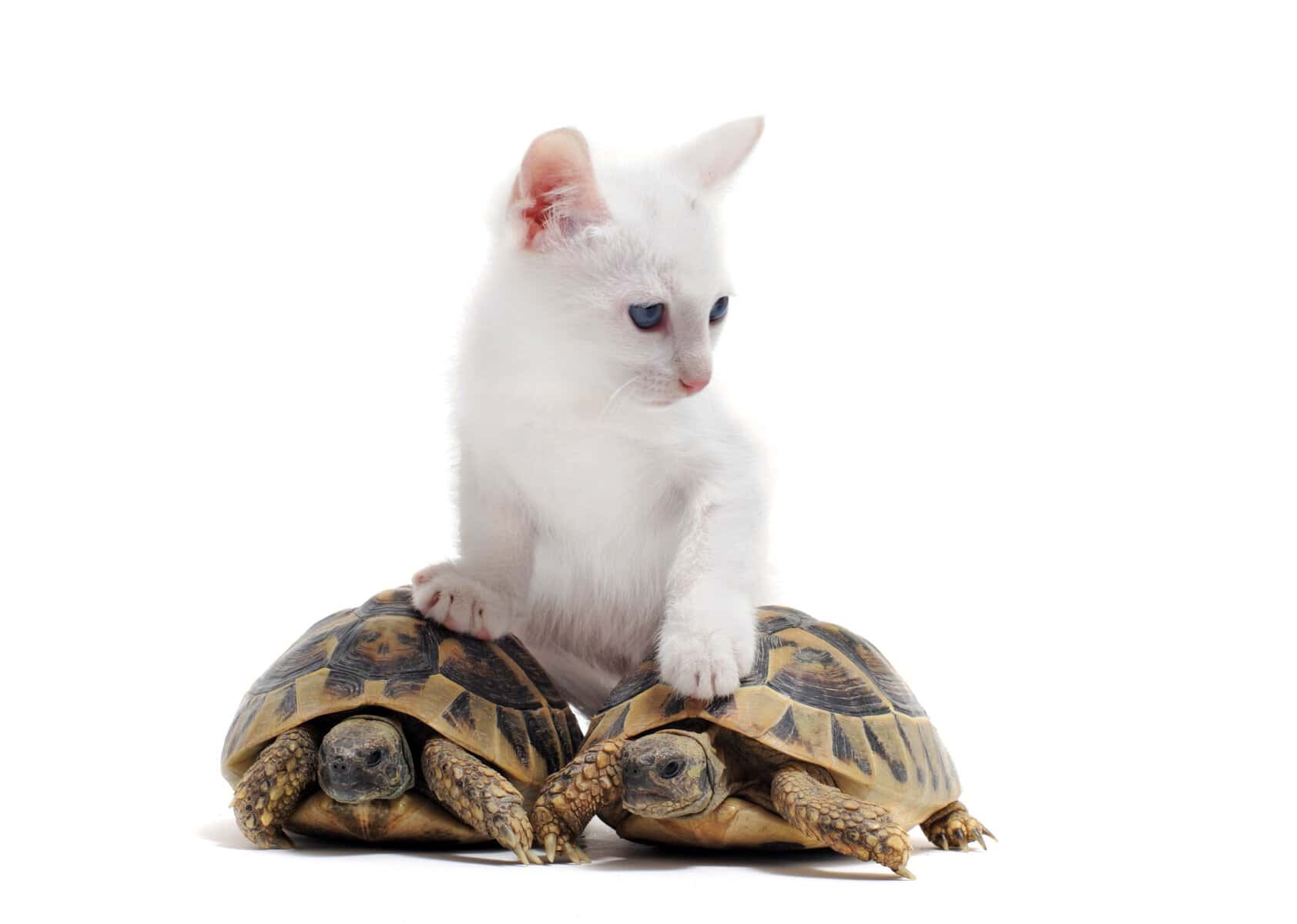 Do cats eat turtles - a white kitten on top of two turtles, isolated on a white background
