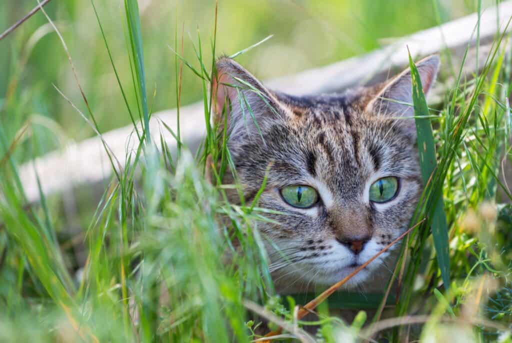 how long can an indoor cat survive outdoors - brown tabby cat hiding in long grass