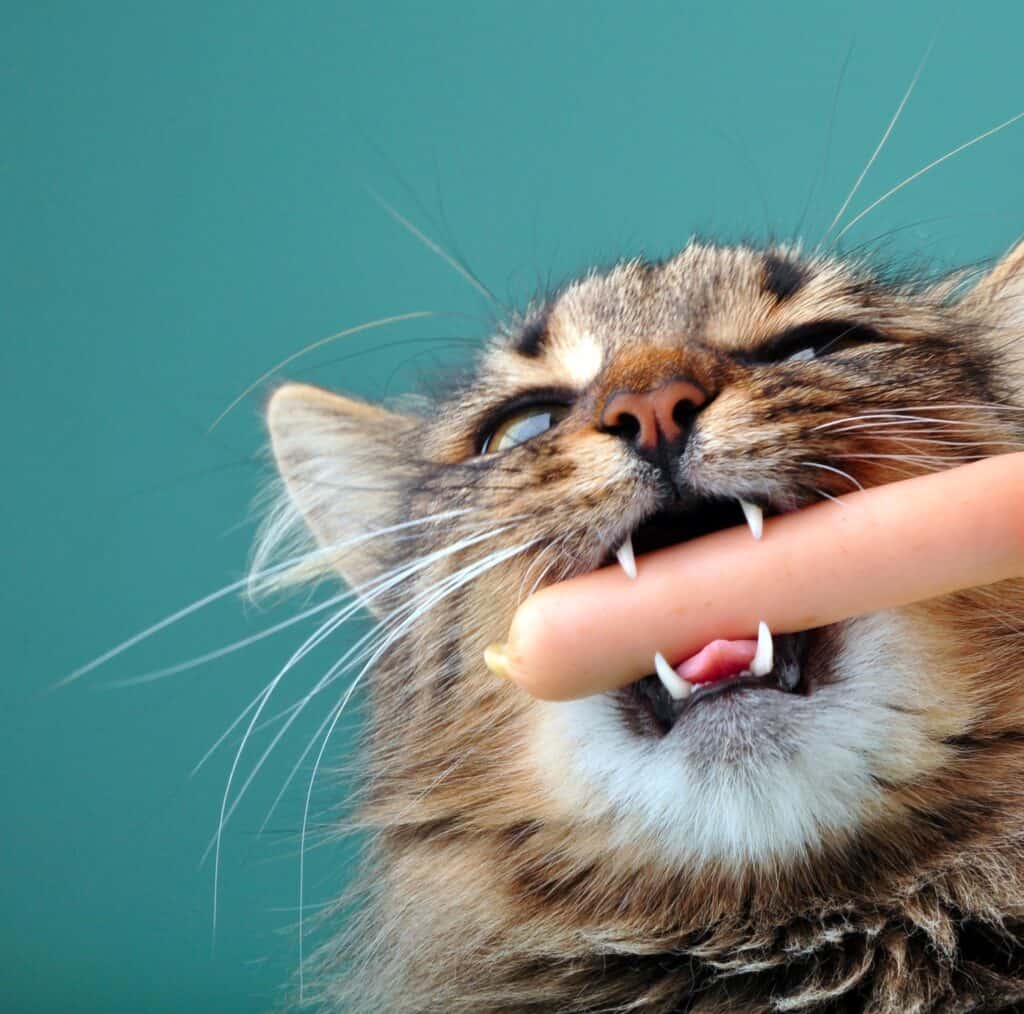 When to Go to the ER for a Cat Bite - brown tabby cat biting a hot dog, teal blue background