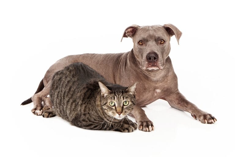 Can Cats Get Along with Pit Bulls - studio image of a bluenose pitbull and a grey tabby cat laying next to each other, isolated on a white background