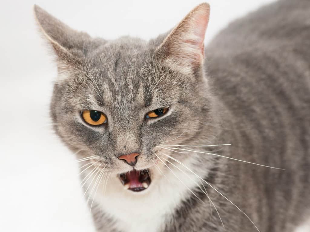 what causes a cat to sneeze - grey and white cat starting to sneeze white background