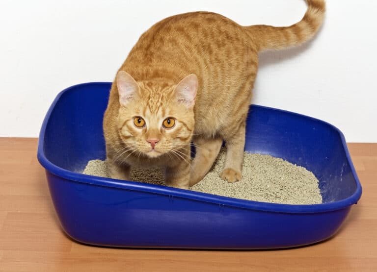 How Deep Should Cat Litter Be - image of an orange cat standing in a navy blue litter box