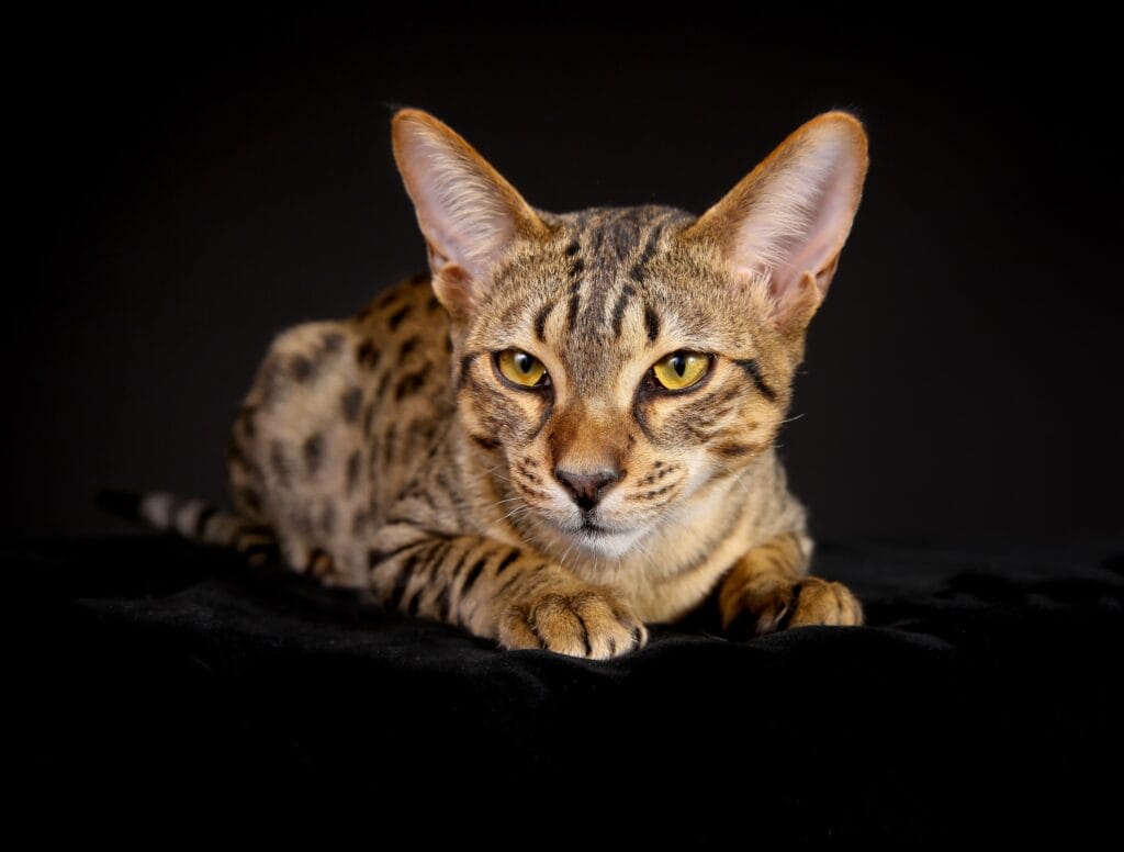 how big is a savannah cat - studio image of a later general savannah cat, on a black backdrop. The cat is crouched down looking straight at the camera.