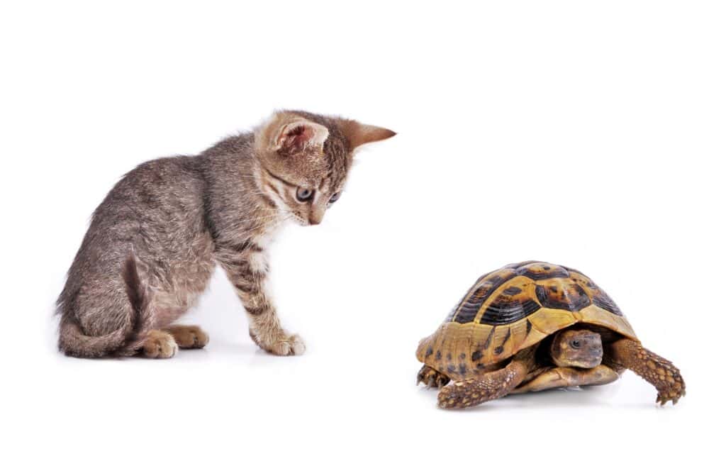 Do cats eat turtles - grey tabby kitten looking at a turtle, isolated on a white background